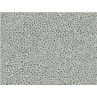 KMS18人漿細(xì)胞骨髓瘤細(xì)胞