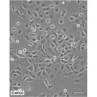 NCI-H1838人非小細胞肺癌細胞