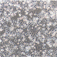 4T1.2小鼠高轉移性乳腺癌細胞