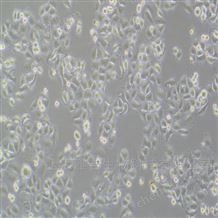 YS5902C人非小細胞肺癌細胞SNU-1330