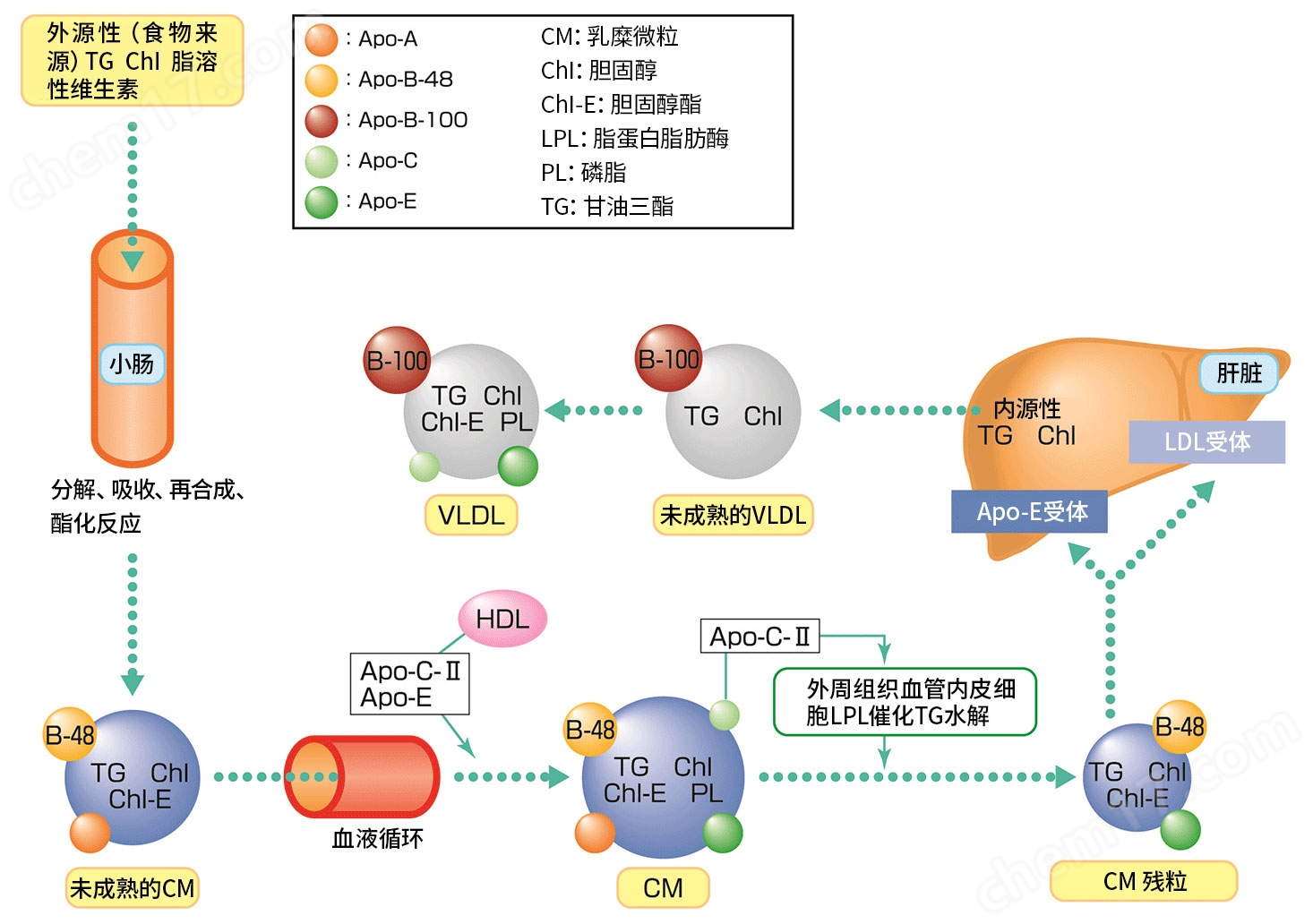 載脂蛋白 B-48（ApoB-48）ELISA 試劑盒