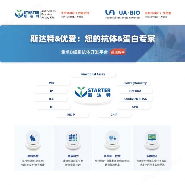 人源PTP1B蛋白