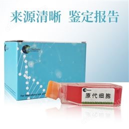 兔口腔黏膜上皮原代細(xì)胞