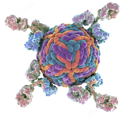 The Native Antigen Company