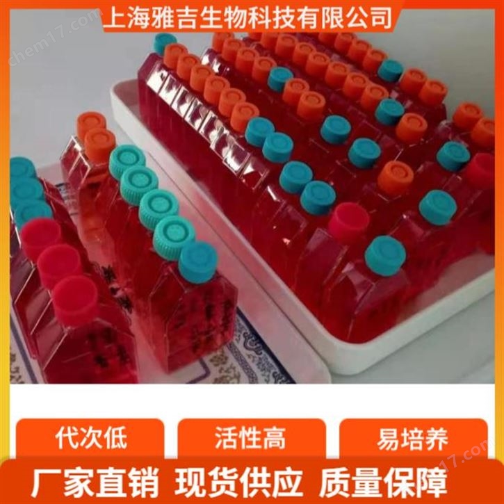 sNF94.3細胞，ATCC細胞