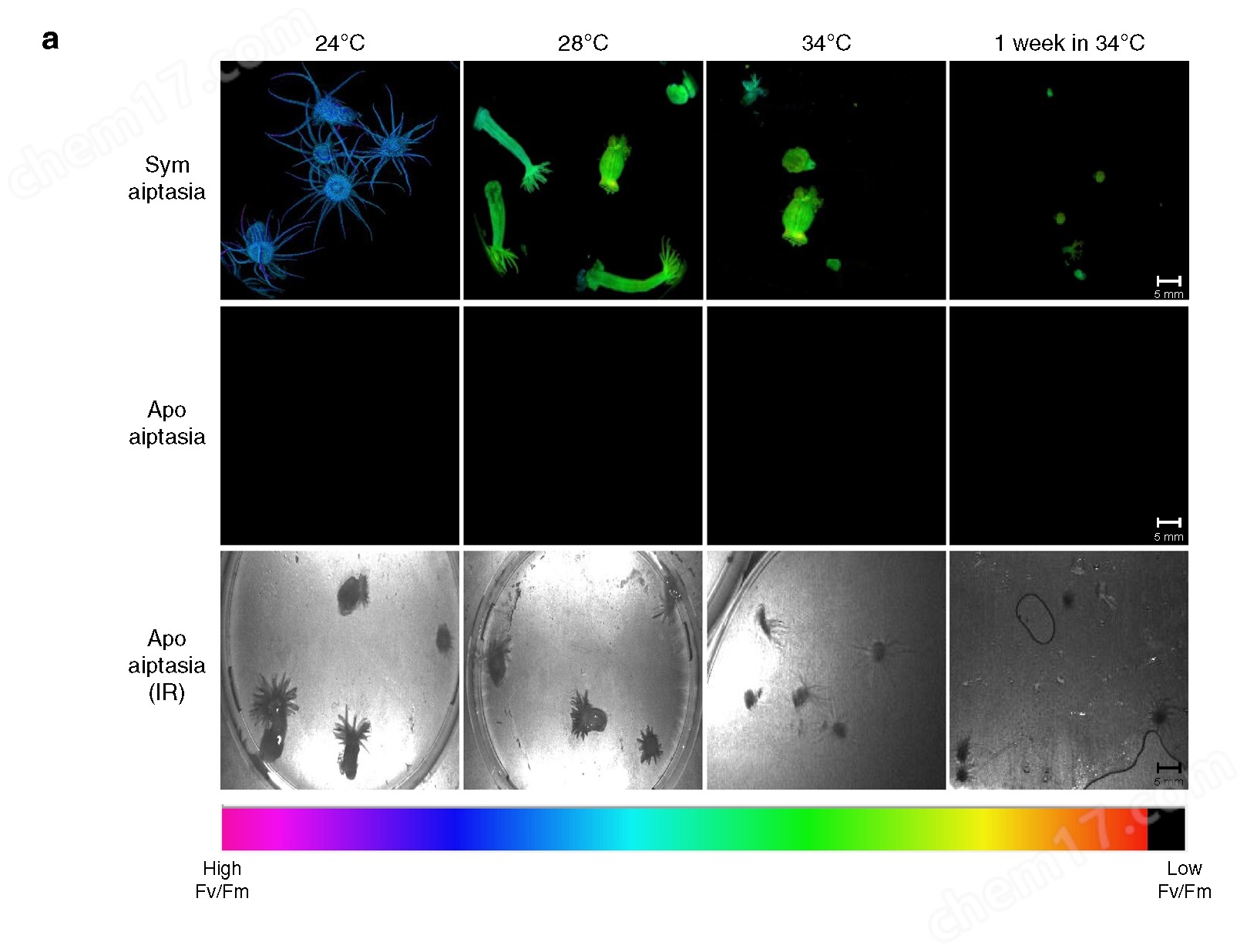 環(huán)境對光合生物.jpg 葉綠素?zé)晒獬上裣到y(tǒng)——M-IMAGING-PAM