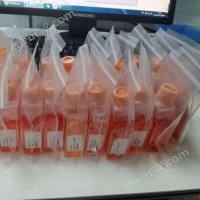 CNE2人鼻咽癌細胞（附STR
