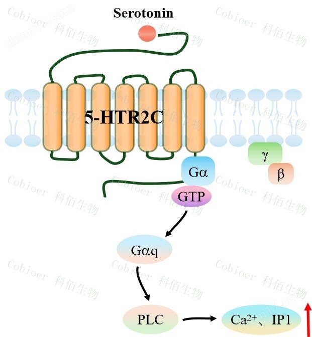 5-HTR2C(no edited) CHO