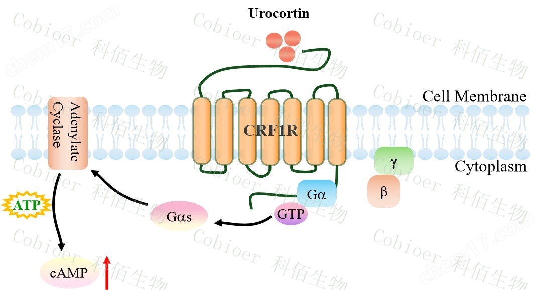 原理-71434.jpg CRF1R/CHO