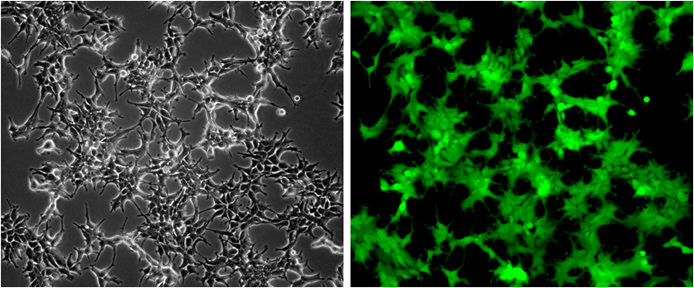 14-900ACL_HEK293-GFP_F1.png