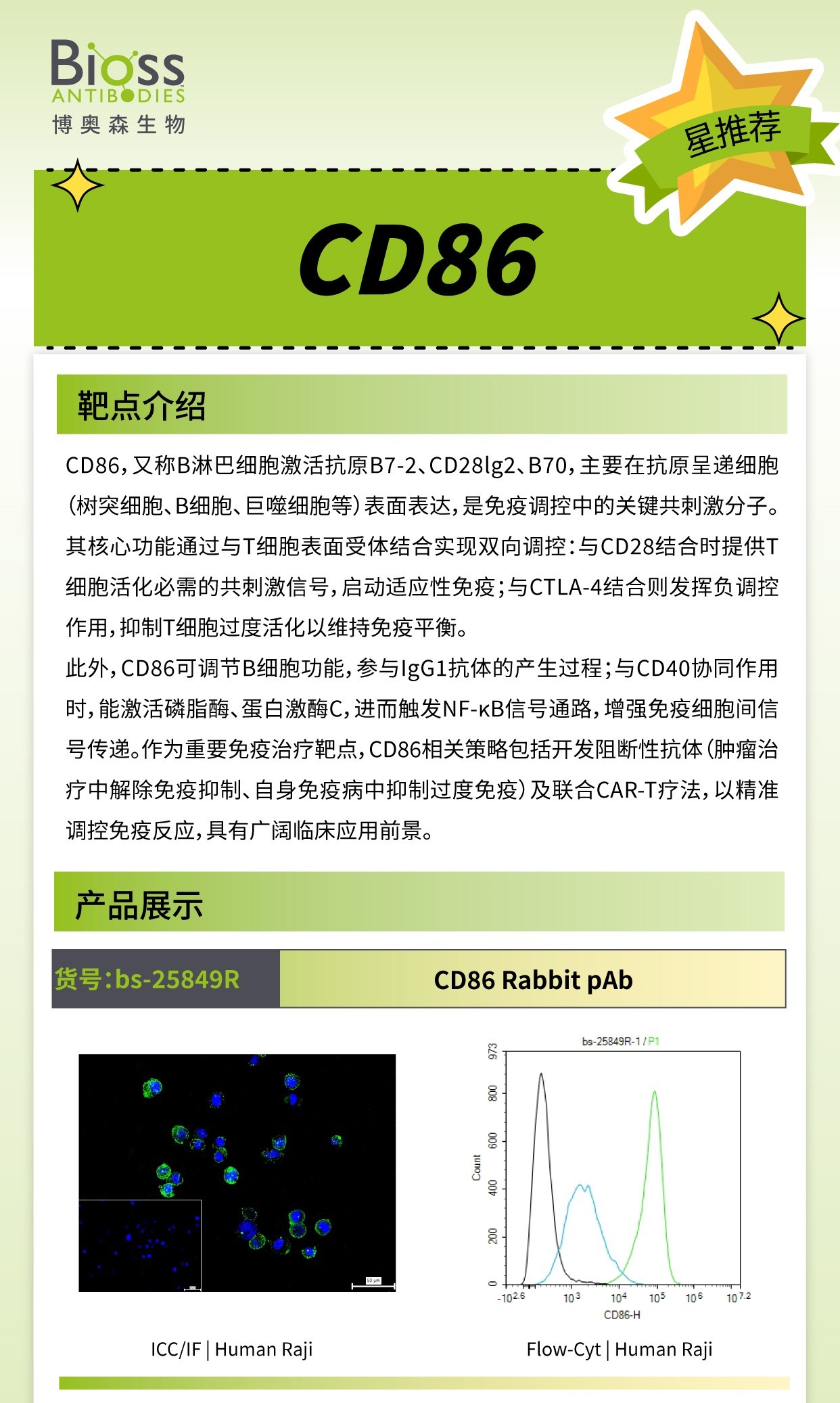 CD86 v1.jpg