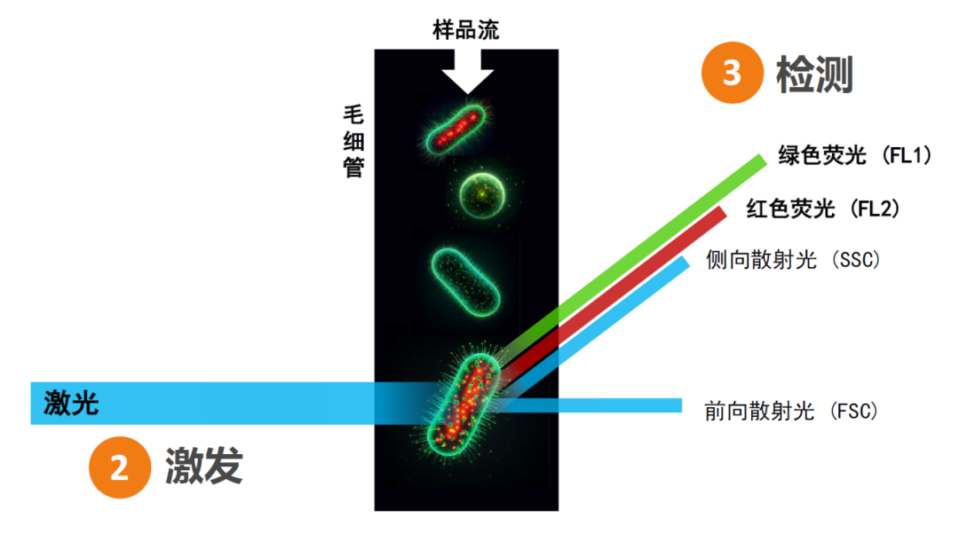 89dc8366b8faa50c1341719be868a588.png 应用 | BactoSense 全自动微生物在线分析仪守护数据中心冷却水安全