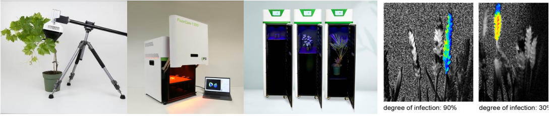 叶绿素荧光成像农学领域应用——作物篇