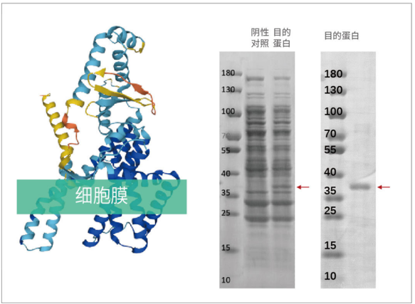 膜蛋白表达成功率接近100%?无细胞系统破解膜蛋白“表达魔<font class=
