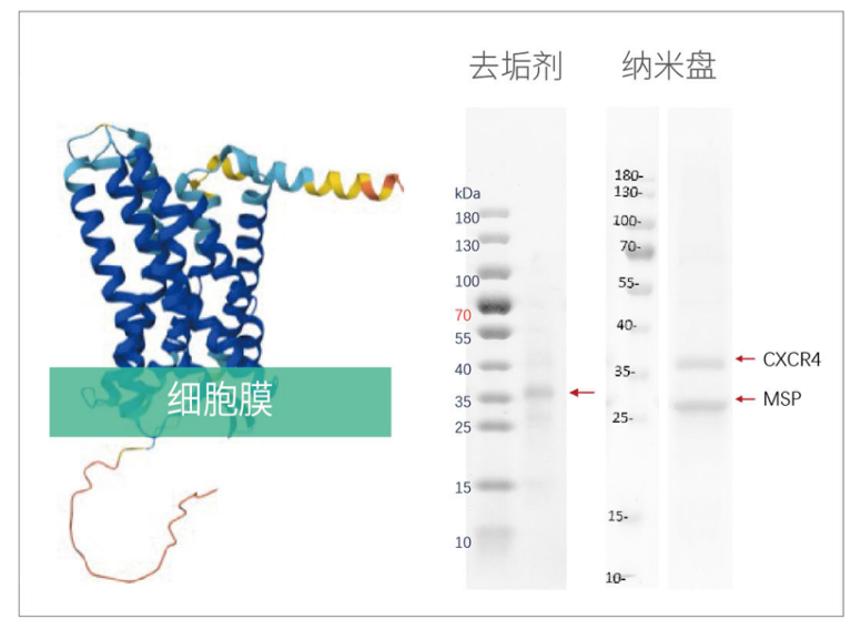 膜蛋白表达成功率接近100%?无细胞系统破解膜蛋白“表达魔<font class=