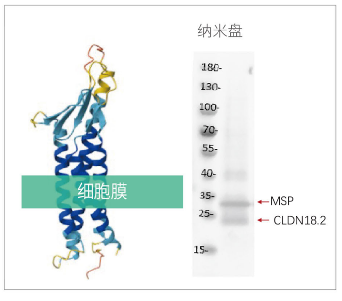 膜蛋白表达成功率接近100%?无细胞系统破解膜蛋白“表达魔<font class=