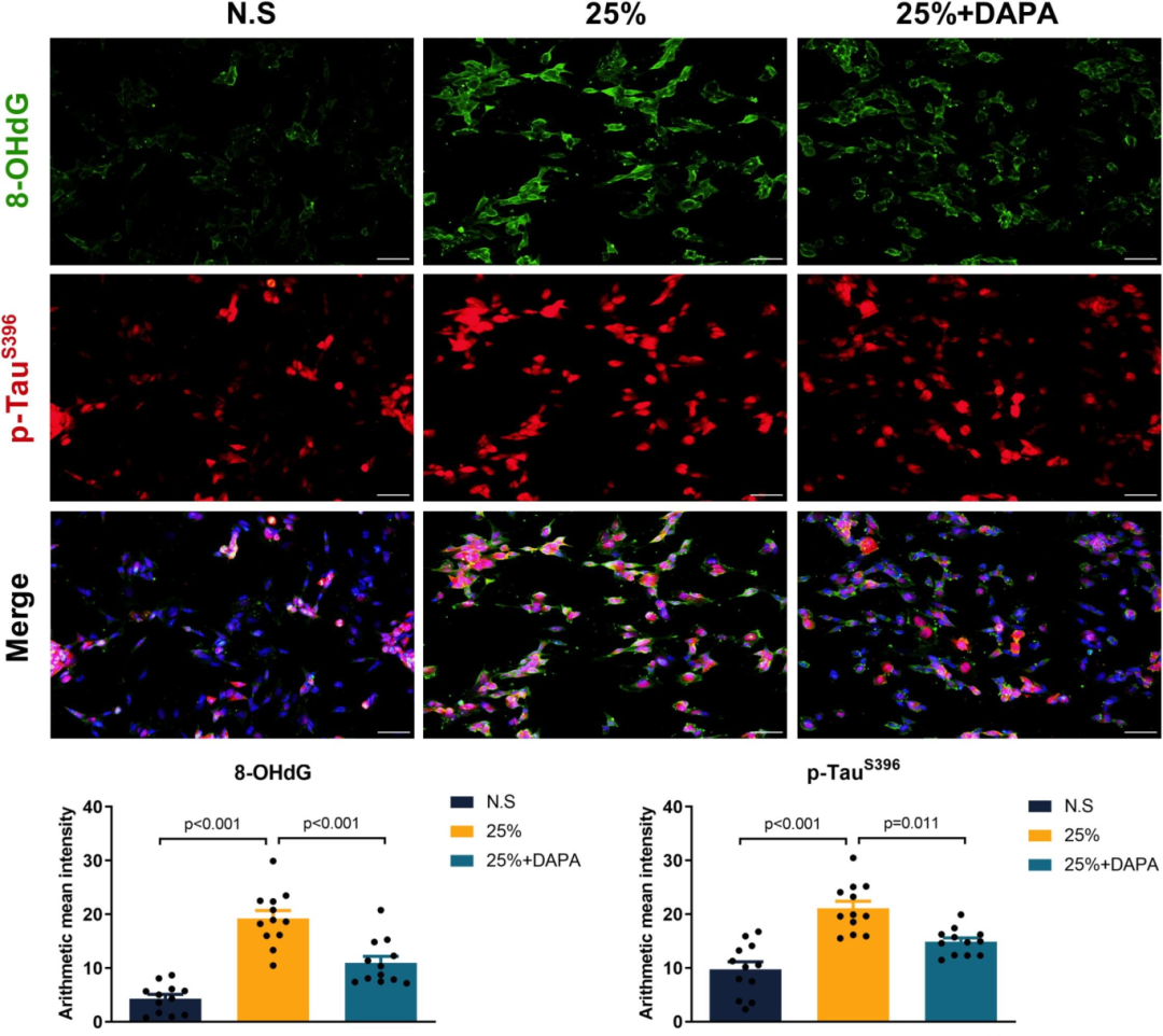 达格列净对拉伸诱导创伤性脑损伤模型中胰岛素信号和神经元存活的影响