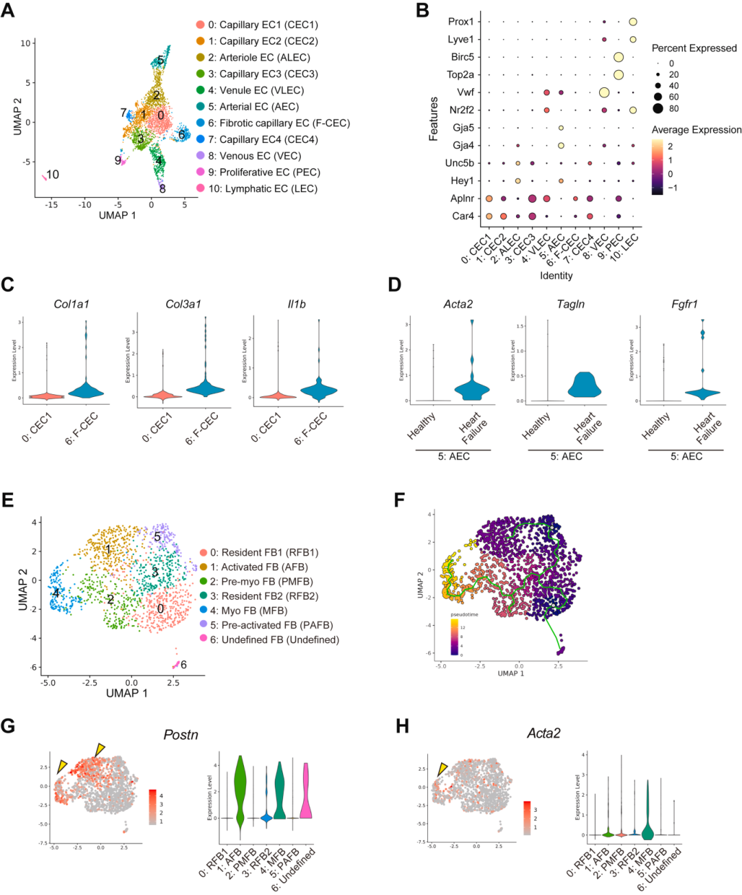抑制内皮细胞 Scarb1 可减轻压力超负荷诱导的心力衰竭进展