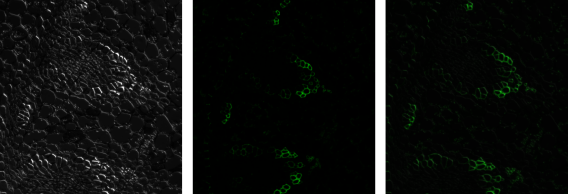 顯微課堂 | 無限遠光學系統