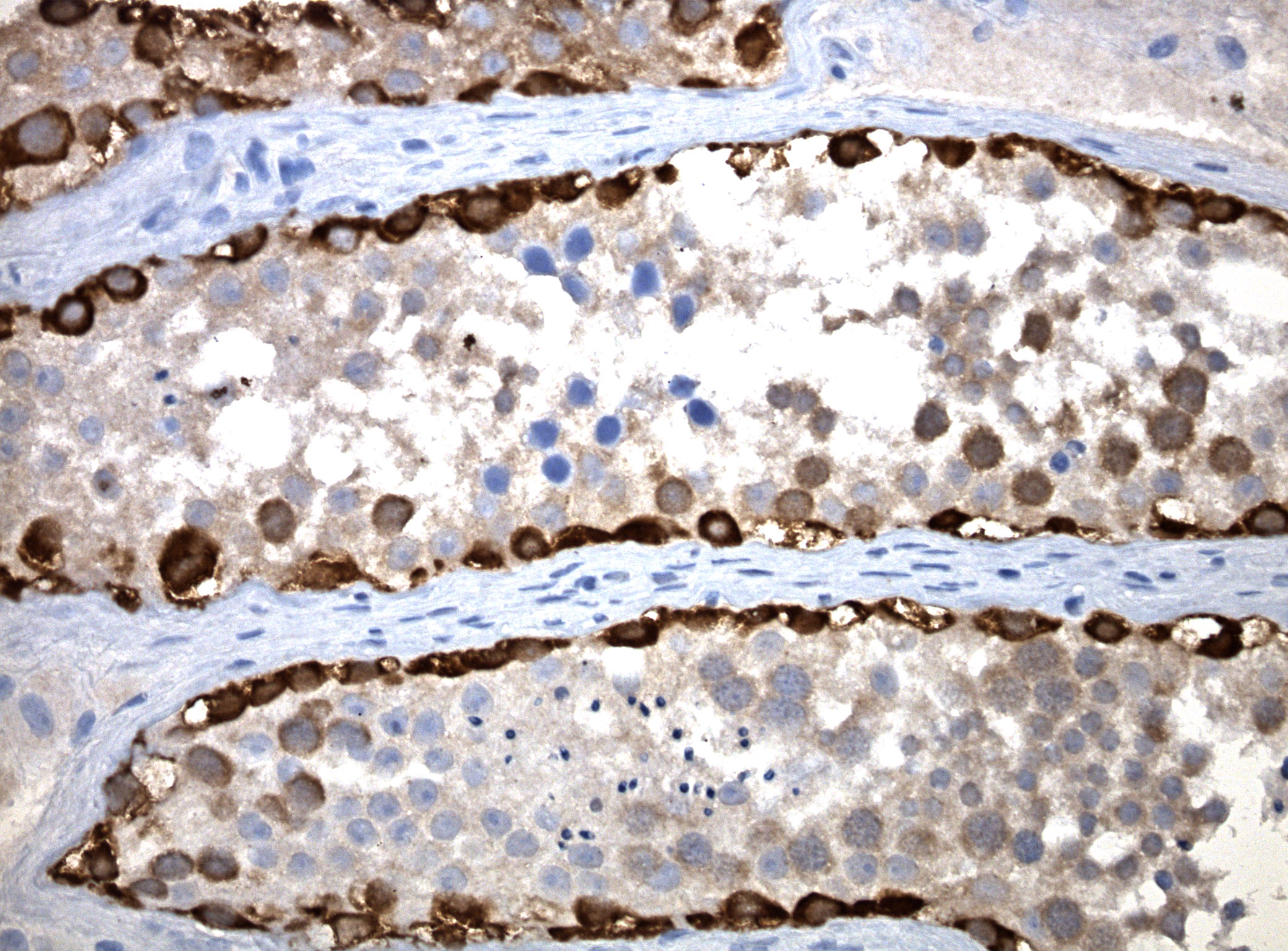 c4559b73-1848-4964-a8aa-6dd06d243661.jpg ORIGENE無錫傲銳東源代理商 2026授權代理-上海起發