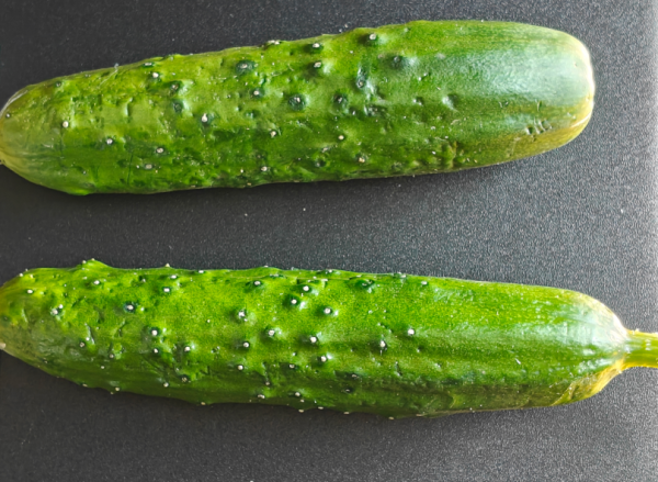 采集黃瓜光譜數據（鮮綠度和冷凍檢測）