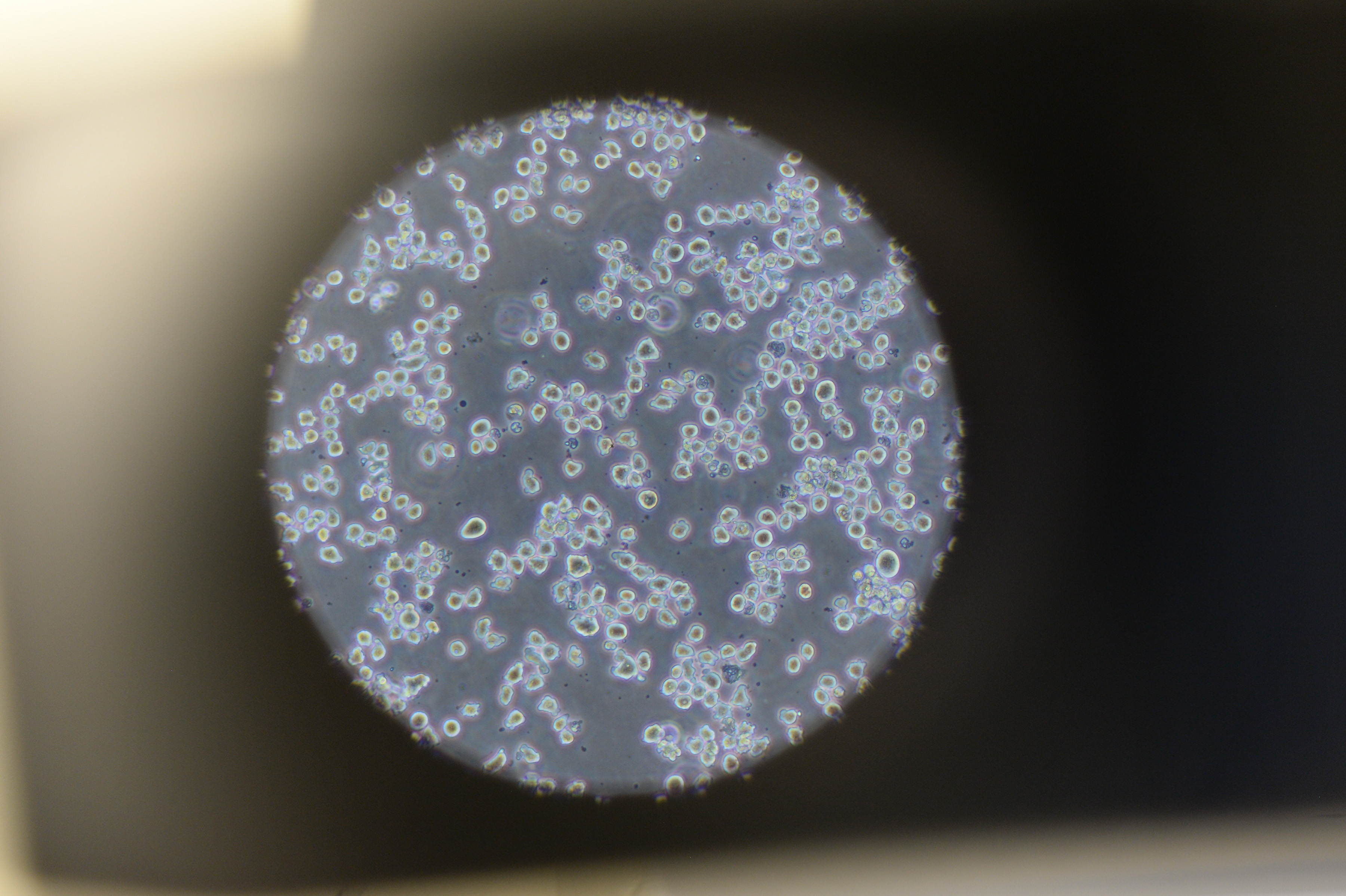 英国IBGRL代理商 2026年IBGRL授权代理-上海起发