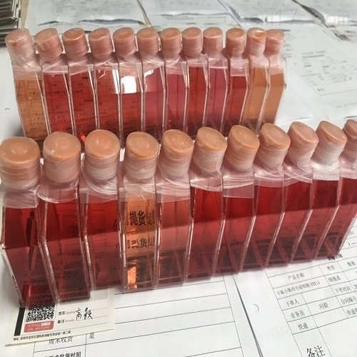 人宫颈癌癌细胞HELA