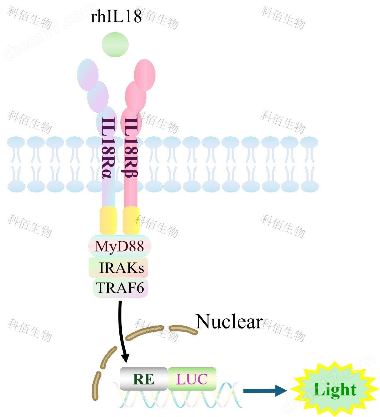 IL18 Effector Reporter Cell(Adherent)