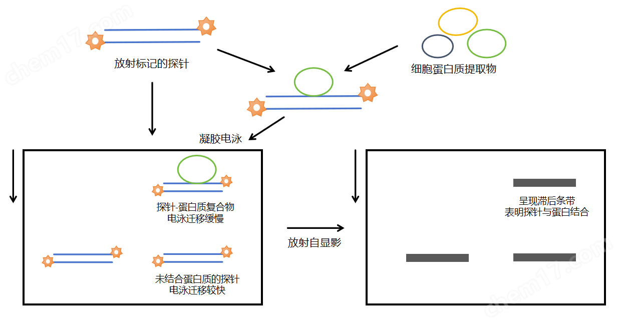 EMSA凝膠遷移阻滯實(shí)驗(yàn)