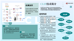 分子互作實驗：CLIP紫外膠聯(lián)免疫沉淀