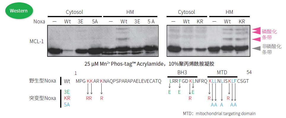 2916697065936807.png Phos-tag™ 系列產品