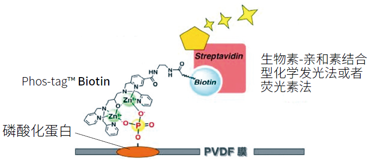 2916697090019114.png Phos-tag™ 系列產品