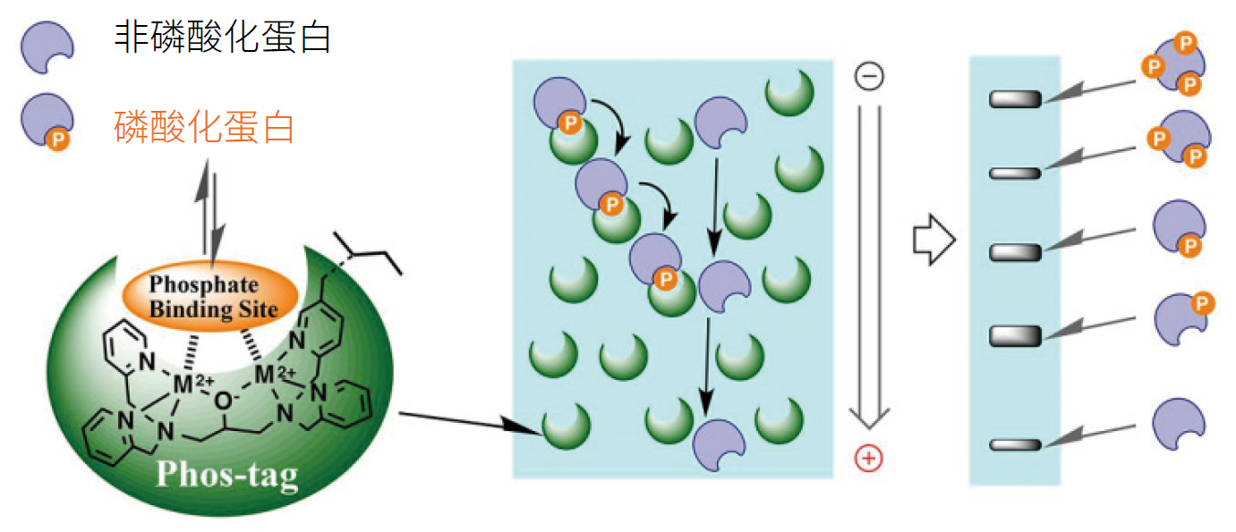 2916697015247214.png Phos-tag™ 系列產品