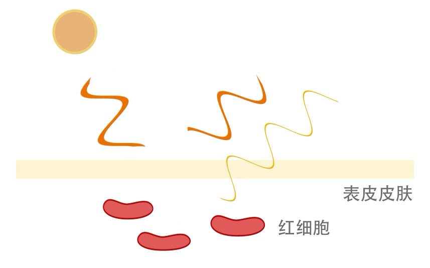 测量原理.png Labodorf FLO-X1激光多普勒血流仪