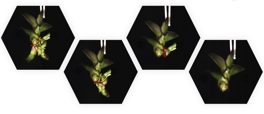 RoboCut自动化切苗组培机器人工作站