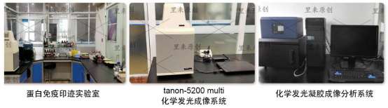 WesternBlot（普通组织总蛋白）
